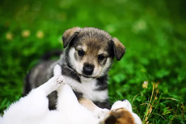 Lindo cachorro en verde hierba — Foto de Stock