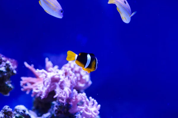 サンゴとトロの素晴れらしい、美しい水中世界 — ストック写真