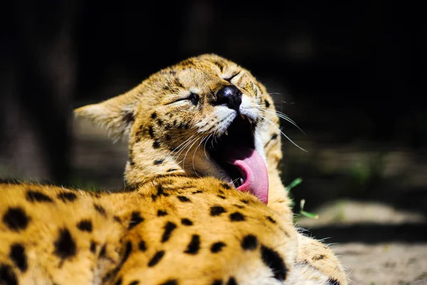 Söt Katt Selektivt Fokus — Stockfoto