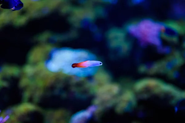 Maravilloso y hermoso mundo submarino con corales y tropica — Foto de Stock