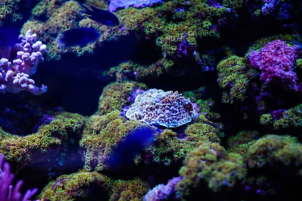 Wunderschöne Unterwasserwelt mit Korallen und Tropen — Stockfoto