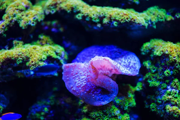 水下， 水下世界， 珊瑚礁 — 图库照片