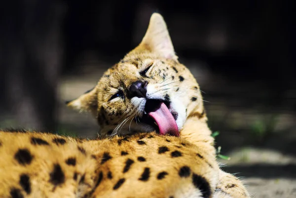 Söt Katt Selektivt Fokus — Stockfoto