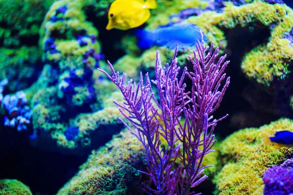 Maravilloso y hermoso mundo submarino con corales y tropica —  Fotos de Stock