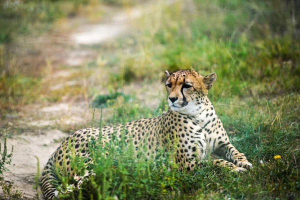 Close-up of a beautiful cheetah — Stock Photo, Image