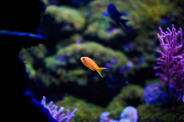 Prachtige en mooie onderwaterwereld met koralen en tropica — Stockfoto