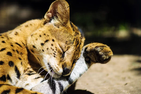 Leuke Kat Selectieve Focus — Stockfoto