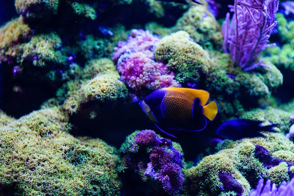 Merveilleux et beau monde sous-marin avec coraux et tropica — Photo