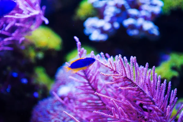 Wunderschöne Unterwasserwelt mit Korallen und Tropen — Stockfoto