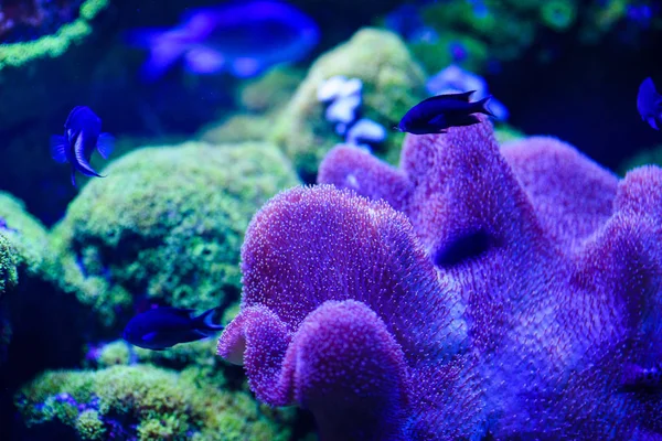 Wonderful and beautiful underwater world with corals and tropica — Stock Photo, Image