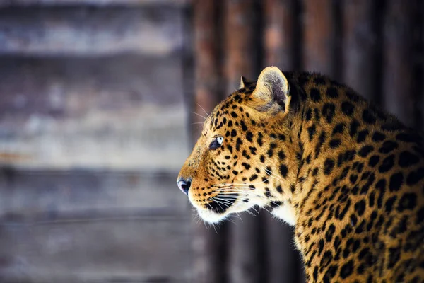 Leopar portre — Stok fotoğraf