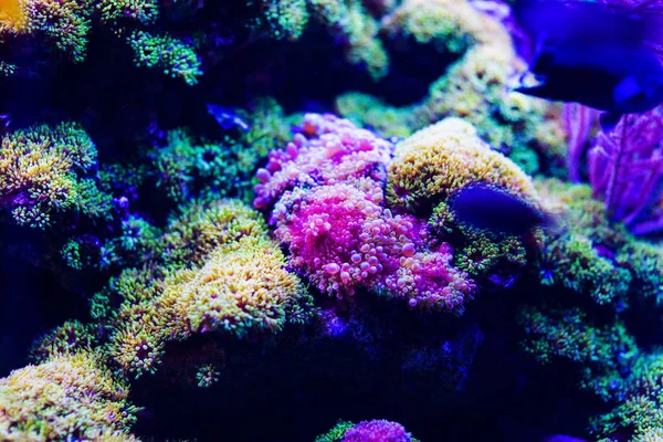 Pod vodou, podmořský svět, korálový útes — Stock fotografie