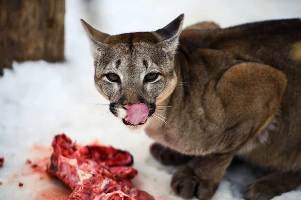 Puma hambrienta comiendo pedazo de carne en la nieve. puma comer carne . — Foto de Stock