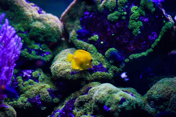 Maravilloso y hermoso mundo submarino con corales y tropica — Foto de Stock