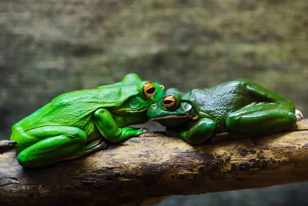 Rã da árvore verde — Fotografia de Stock