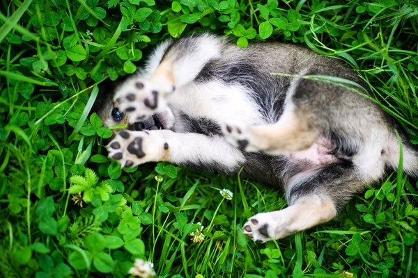 Lindo cachorro en verde hierba —  Fotos de Stock