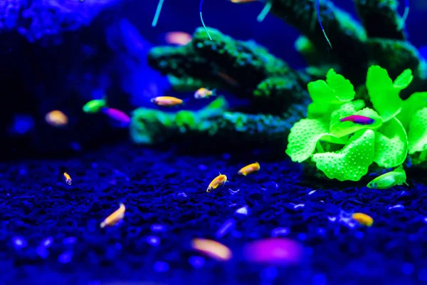 Tropische Fische im Neonlicht — Stockfoto