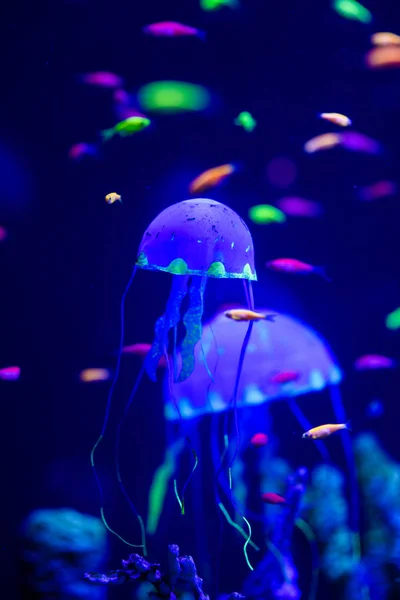 Bellissime meduse, medusa alla luce al neon con i pesci. A — Foto Stock