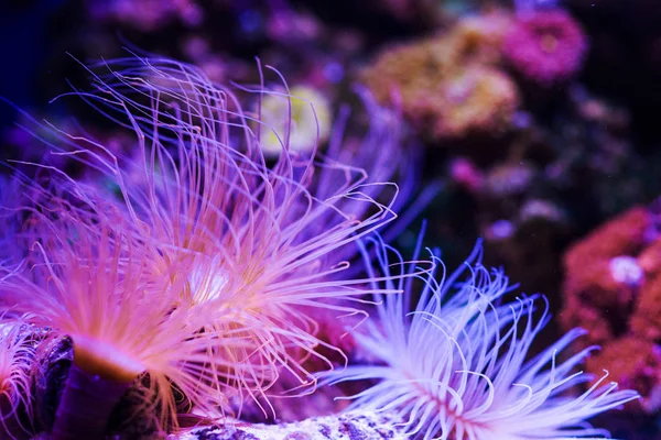 Sott'acqua, Mondo subacqueo, Barriera corallina — Foto Stock