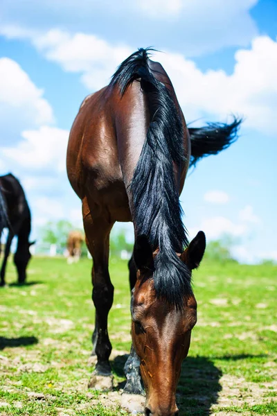Portret van een paard op een achtergrond van blauwe lucht — Stockfoto
