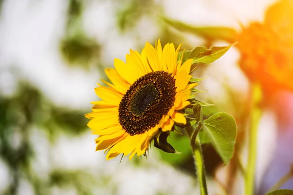 美しい春の花の背景 — ストック写真