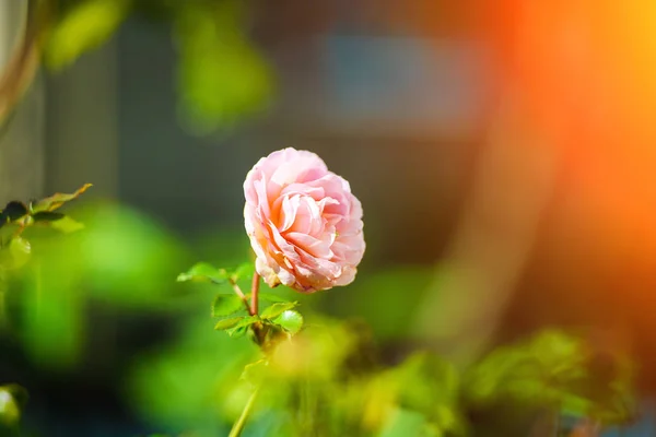 Schöne Frühlingsblumen Hintergrund — Stockfoto
