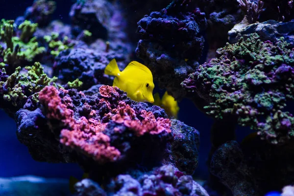 Wunderschöne Unterwasserwelt mit Korallen und Tropen — Stockfoto