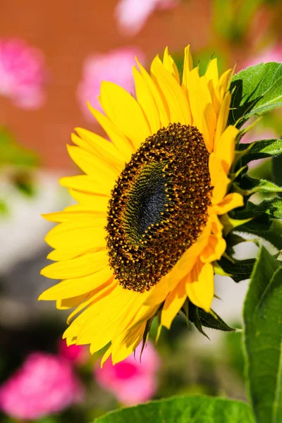 Beau Fond Fleurs Printemps — Photo