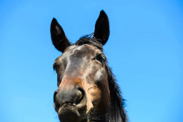 Ritratto di un bel cavallo in estate — Foto Stock