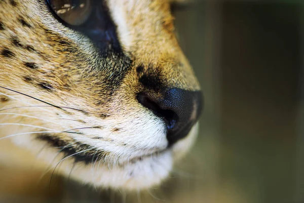 Serval ca, concéntrate en la nariz — Foto de Stock