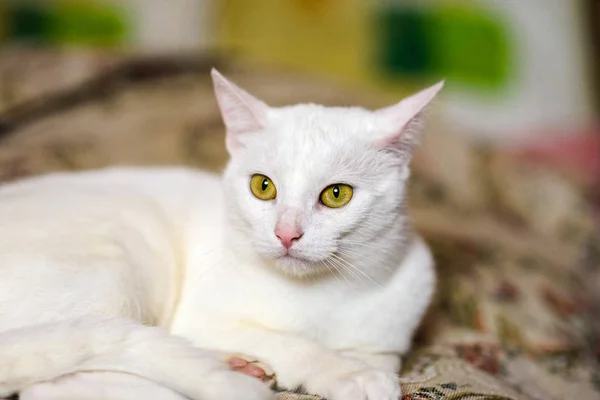 Cute Cat Selective Focus — Stock Photo, Image