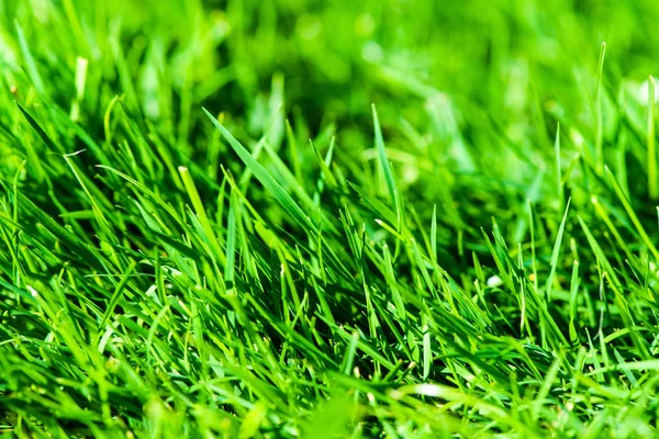 Green grass — Stock Photo, Image