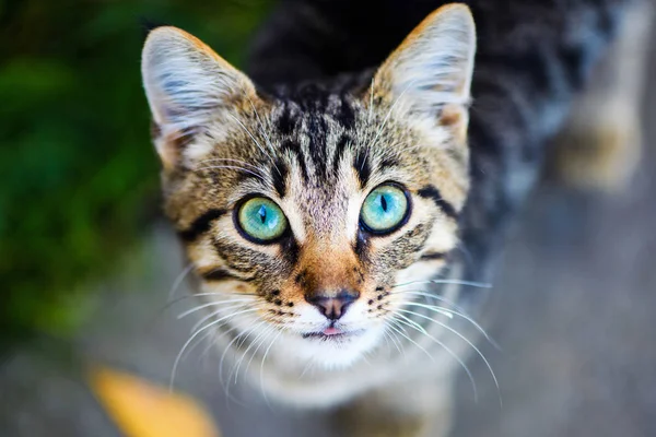 Кошка с удивительными глазами — стоковое фото