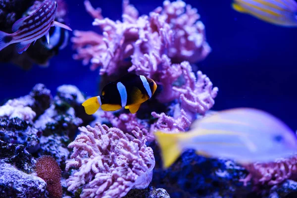 Wunderschöne Unterwasserwelt mit Korallen und Tropen — Stockfoto