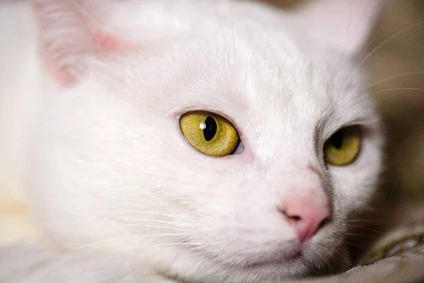 Cute Cat Selective Focus — 스톡 사진