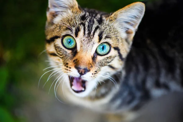 Schattig kat op groen gras — Stockfoto