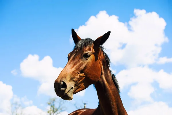 Ritratto di un cavallo su uno sfondo di cielo blu — Foto Stock