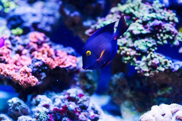 Maravilloso y hermoso mundo submarino con corales y tropica —  Fotos de Stock