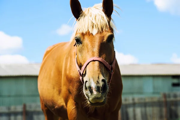 Portrait of a horse on a background of blue sky — Stock Photo, Image