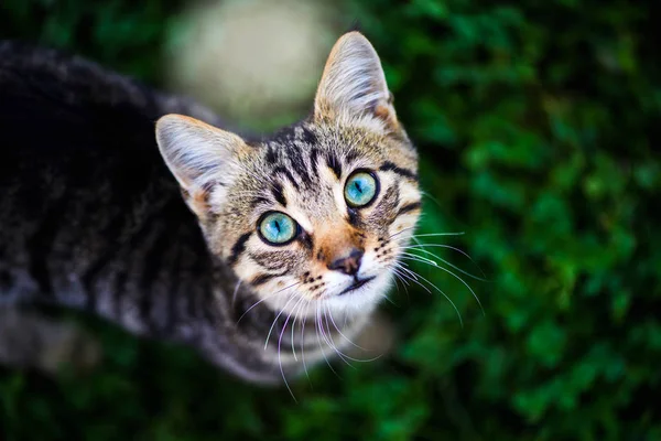 Милая кошка на зеленой траве — стоковое фото