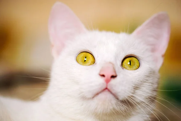 Cute Cat Selective Focus — Stock Photo, Image