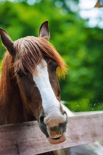 Malerische Ansicht Des Schönen Pferdes Porträt — Stockfoto