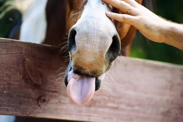 Vista Cênica Belo Retrato Cavalo — Fotografia de Stock