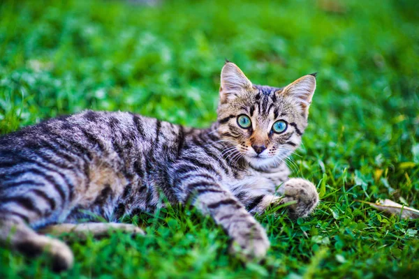 Kočka s úžasné oči — Stock fotografie