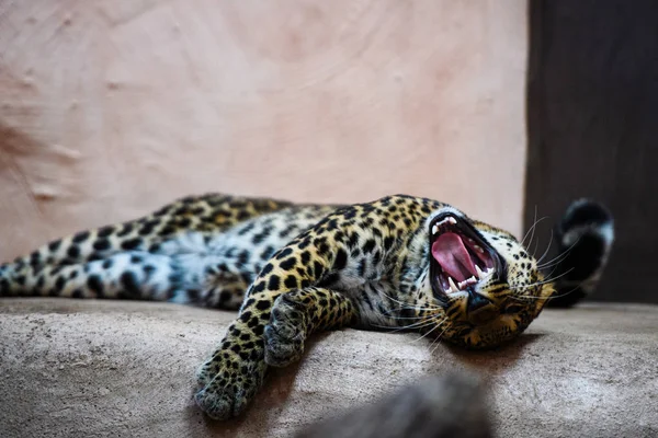 Leopard — Stock Photo, Image