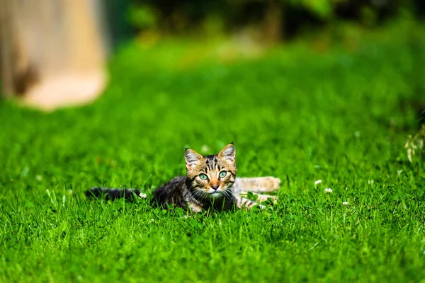 Gato bonito na grama verde — Fotografia de Stock