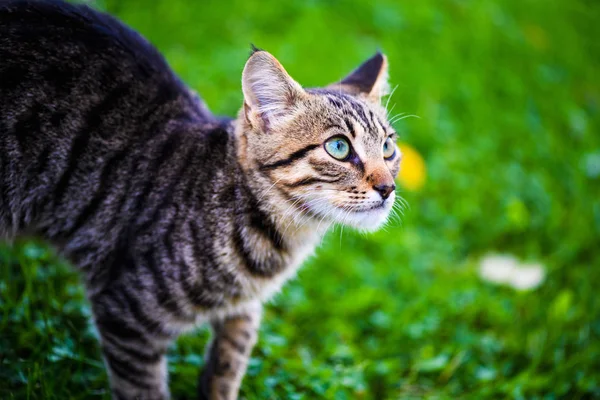 Niedliche Katze auf grünem Gras — Stockfoto