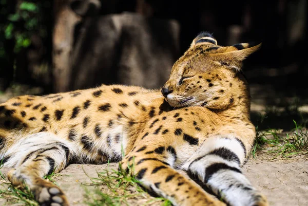 Cute Cat Selective Focus — Stock Photo, Image