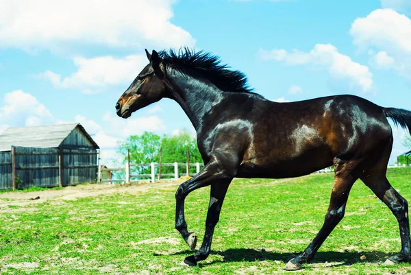 Bonito Cavalo Dia Tiro Tempo — Fotografia de Stock