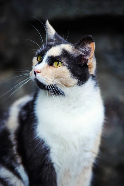 Leuke Kat Selectieve Focus — Stockfoto